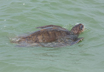 Turtle hatchery in Koggala