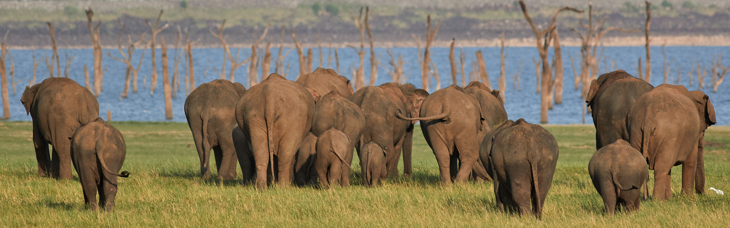 A herd of elephants heading towards the river