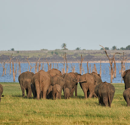 Wildlife image of elephants by a river
