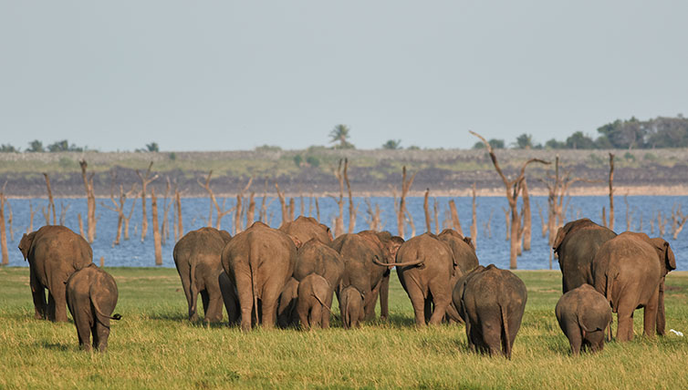 Wildlife image of elephants by a river