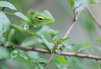 Green lizard awaits his prey