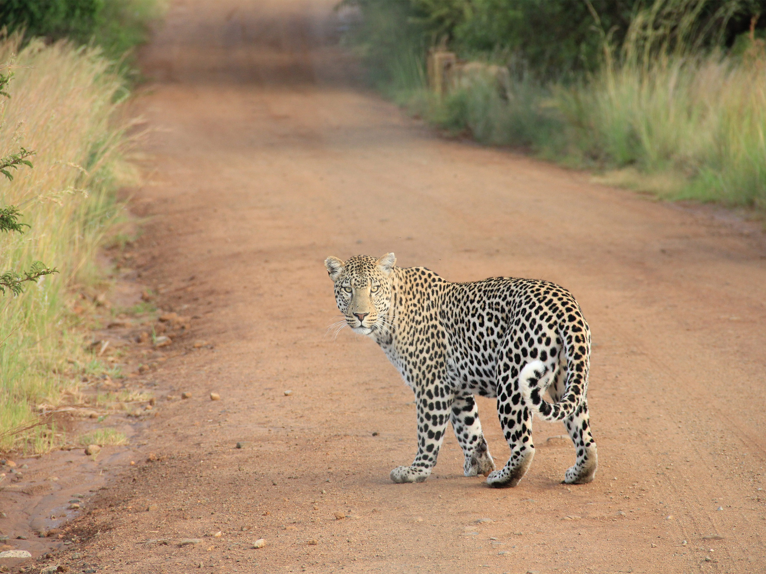 wildlife safari tours wildlife safari tours