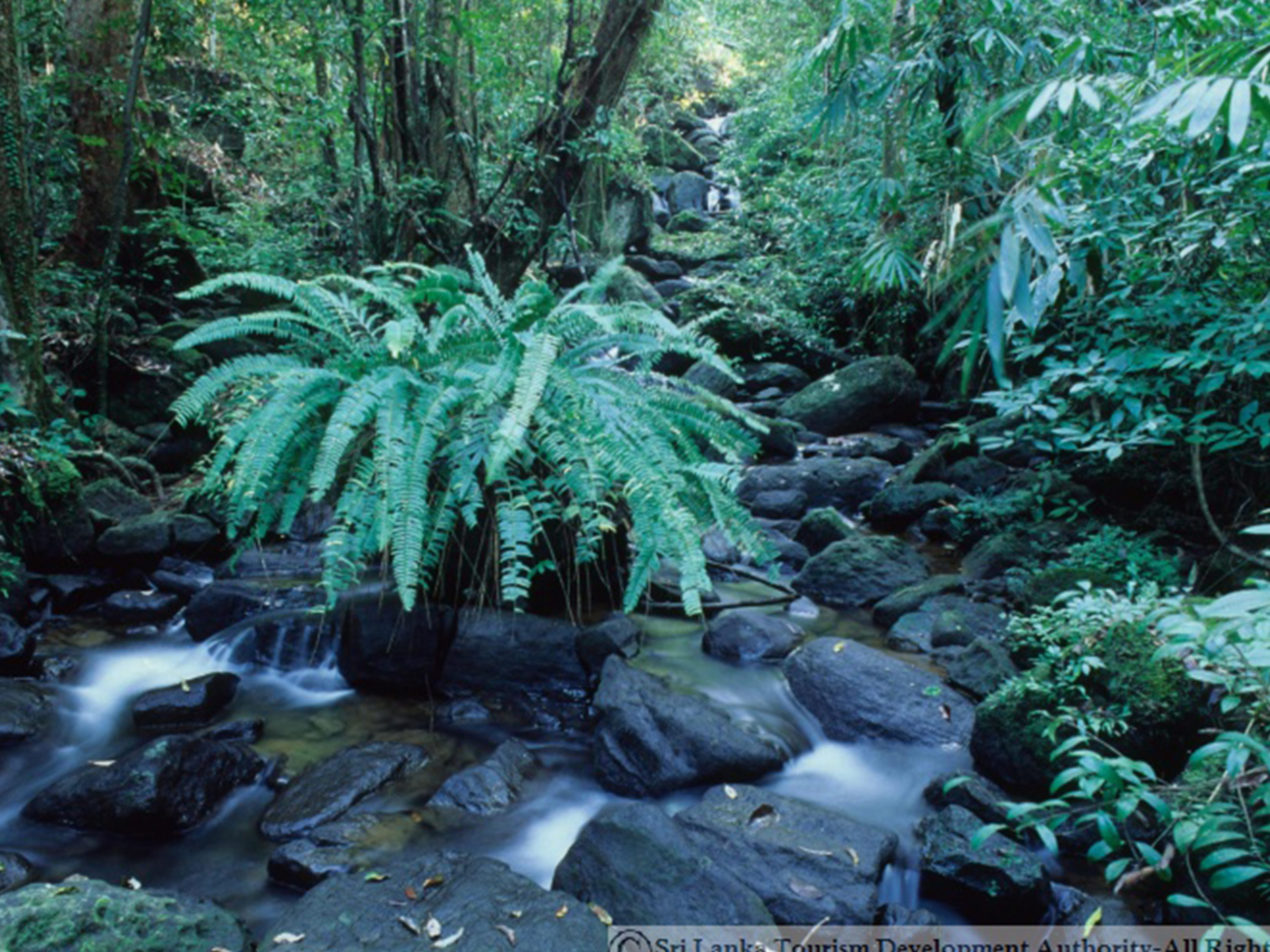 Sinharaja Rain Forest Tour Travel Packages by SoulTrek