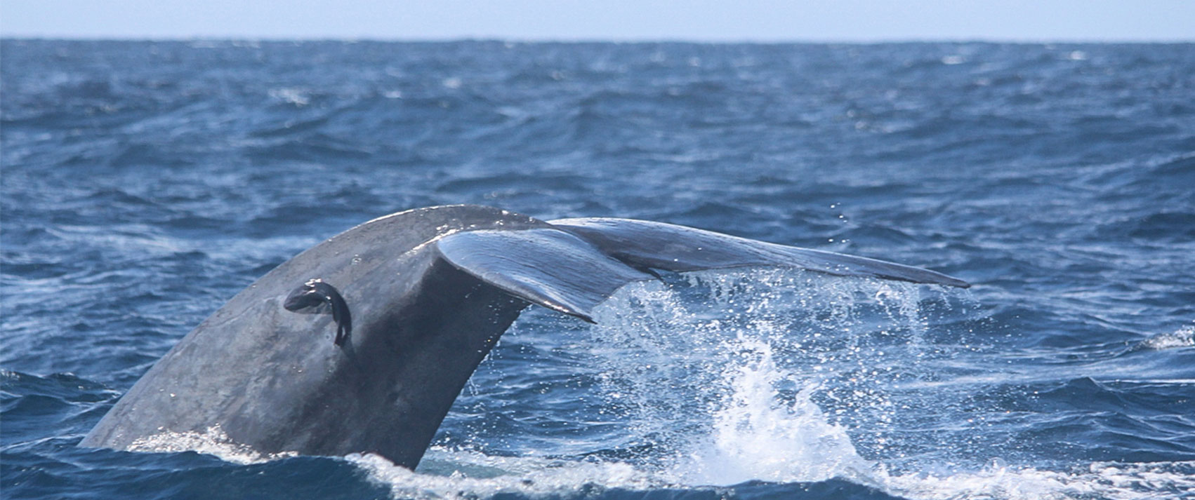 Mirissa - Whale & Dolphin watching | Soultrek Travel