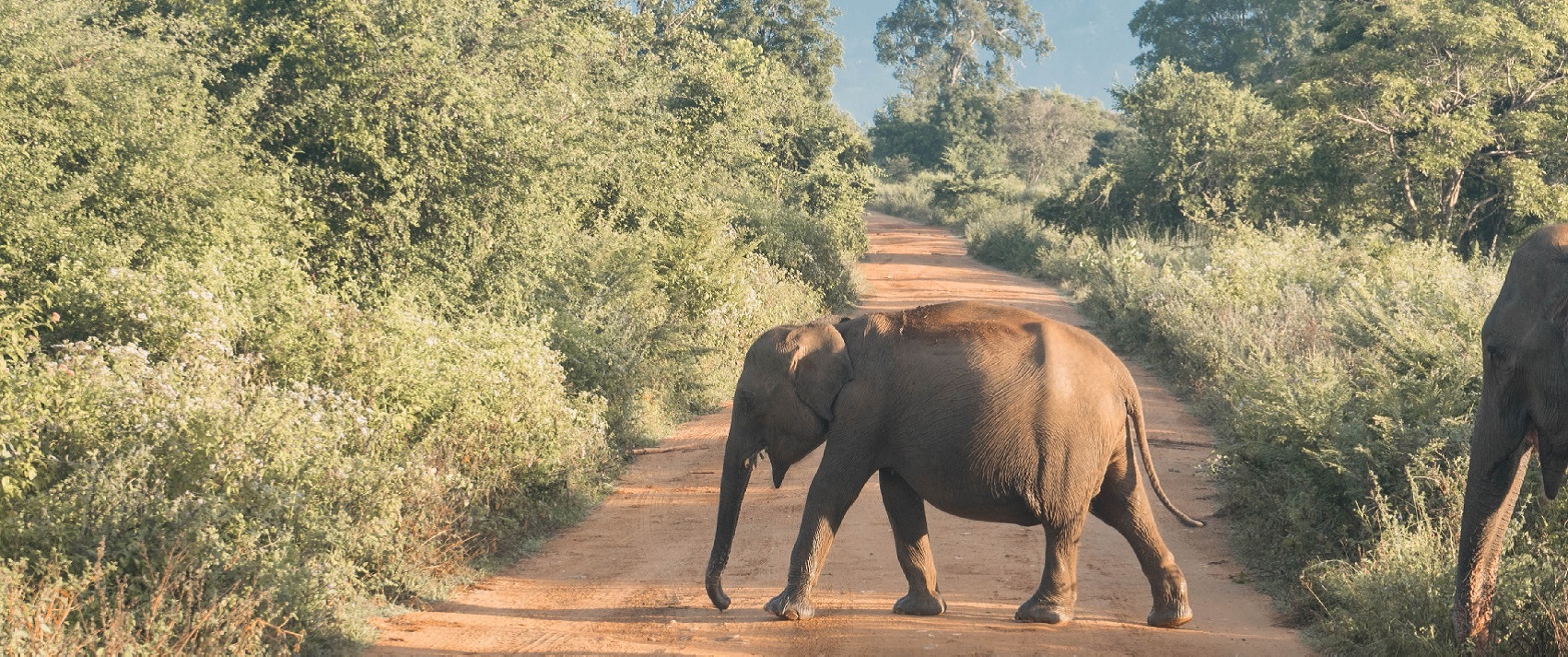 Elephant Conservation in Sri Lanka | SoulTrek Sri Lanka