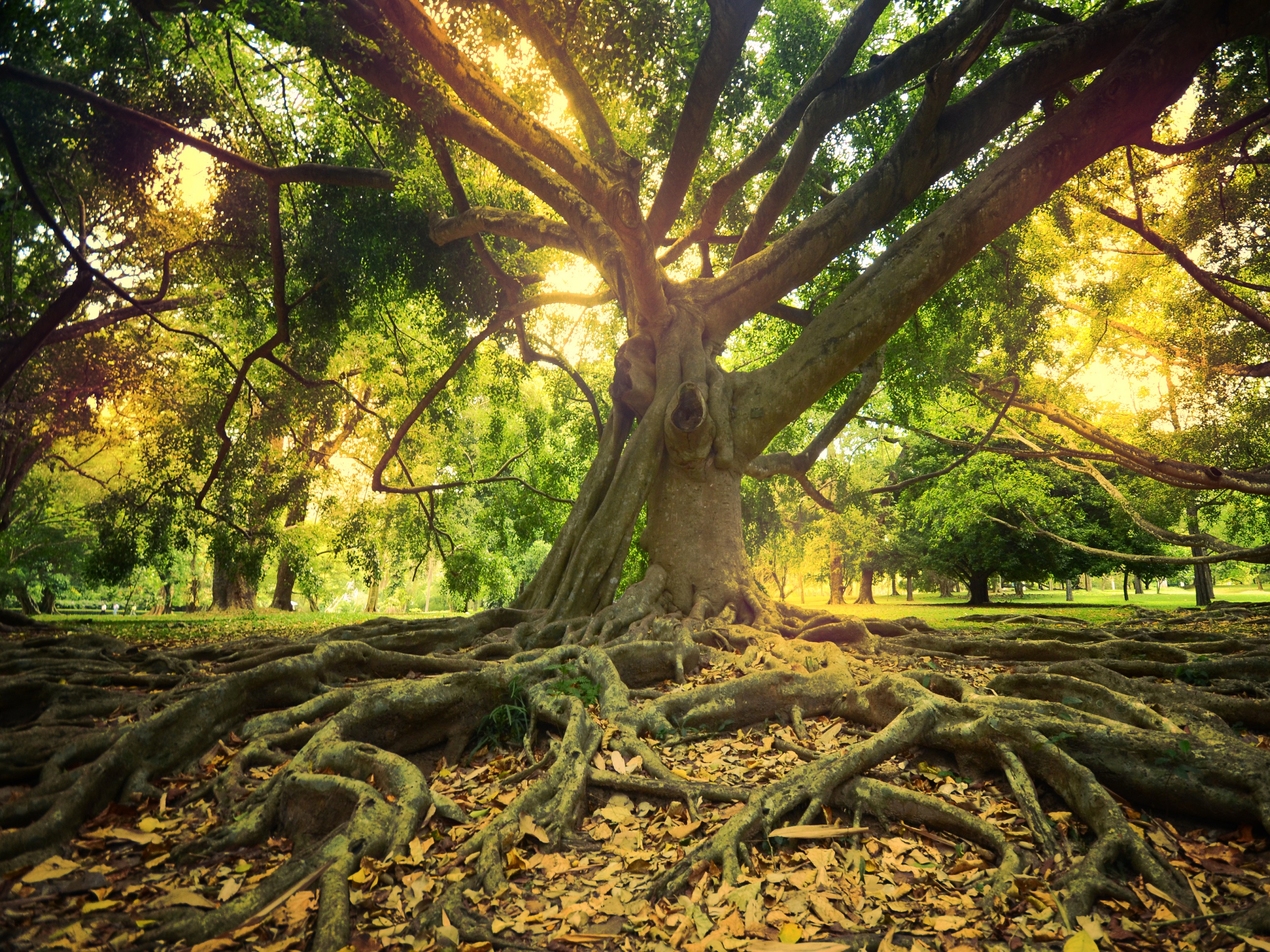 The Ultimate Bucketlist of Sri Lanka